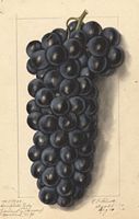 Vigne rouge. Dessin grappe. Cliquer pour agrandir l'image.