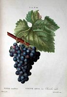 Vigne rouge. Dessin grappe. Cliquer pour agrandir l'image.