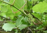Vigne rouge. Fruit naissant. Cliquer pour agrandir l'image.