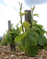 Vigne rouge. Jeune plante. Cliquer pour agrandir l'image.
