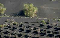 Vigne rouge. Culture, lanzarote. Cliquer pour agrandir l'image.