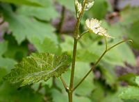 Vigne rouge. Tige. Cliquer pour agrandir l'image.