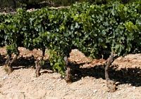 Vigne rouge. Plantes. Cliquer pour agrandir l'image.