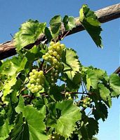 Vigne rouge. Plante. Cliquer pour agrandir l'image.