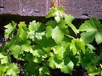 Vigne rouge. Feuillage. Cliquer pour agrandir l'image.
