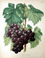 Vigne rouge. Dessin grappe. Cliquer pour agrandir l'image.