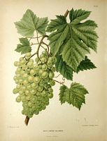 Vigne rouge. Dessin grappe. Cliquer pour agrandir l'image.