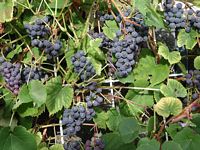 Vigne rouge. Grappes. Cliquer pour agrandir l'image.