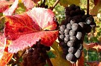 Vigne rouge. Grappe. Cliquer pour agrandir l'image.