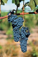 Vigne rouge. Grappe. Cliquer pour agrandir l'image.