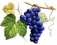 Vigne rouge. Dessin. Cliquer pour agrandir l'image.