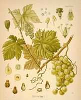 Vigne rouge. Planche d'identification. Cliquer pour agrandir l'image.