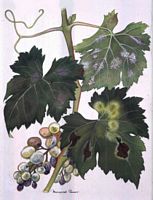 Vigne rouge. Dessin. Cliquer pour agrandir l'image.
