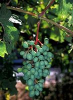 Vigne rouge. Grappe verte. Cliquer pour agrandir l'image.