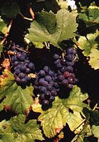 Vigne rouge. Fruits. Cliquer pour agrandir l'image.