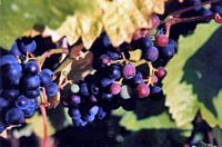 Vigne rouge. Pinot noir. Cliquer pour agrandir l'image.