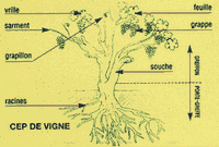 Vigne rouge. Cep. Cliquer pour agrandir l'image.
