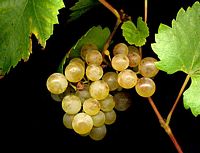 Vigne rouge. Grappe. Cliquer pour agrandir l'image.