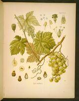 Vigne rouge. Planche d'identification Koehler. Cliquer pour agrandir l'image.