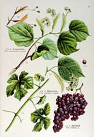 Vigne rouge. 1. Vigne rouge. Cliquer pour agrandir l'image.