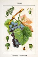 Vigne rouge. Planche d'identification Sturm. Cliquer pour agrandir l'image.