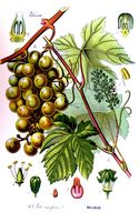 Vigne rouge. Planche d'identification Thomé. Cliquer pour agrandir l'image.