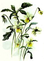 Violette des champs. Dessin. Cliquer pour agrandir l'image.