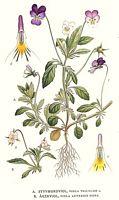 Violette des champs. Planche d'identification Linnemand. Cliquer pour agrandir l'image.