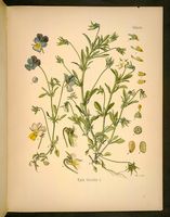 Violette tricolore. Dessin d'identification. Cliquer pour agrandir l'image.