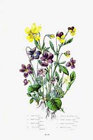 Violettes. Dessin. Cliquer pour agrandir l'image.