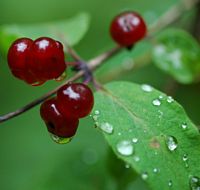 Viorne lantane. Fruits, Cheires de Côme. Cliquer pour agrandir l'image.