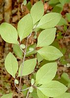 Viorne obier. Feuilles. Cliquer pour agrandir l'image.