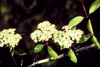 Viorne obier. Fleurs. Cliquer pour agrandir l'image.