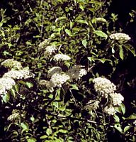 Viorne obier. Fleurs. Cliquer pour agrandir l'image.