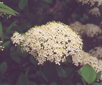 Viorne obier. Fleur. Cliquer pour agrandir l'image.