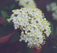 Viorne obier. Fleur. Cliquer pour agrandir l'image.