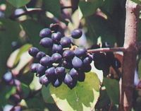 Viorne obier. Fruits. Cliquer pour agrandir l'image.
