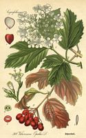 Viorne obier. Dessin d'identification. Cliquer pour agrandir l'image.