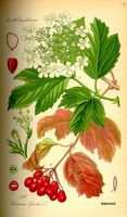 Viorne obier. Planche d'identification. Cliquer pour agrandir l'image.