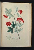 Viorne obier. Planche d'identification Saint-hilaire. Cliquer pour agrandir l'image.