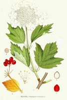 Viorne obier. Planche d'identification Linnemand. Cliquer pour agrandir l'image.