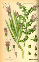 Vipérine commune. Planche d'identification Thomé. Cliquer pour agrandir l'image.