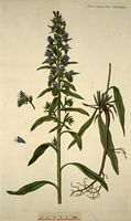 Vipérine commune. Planche d'identification Flora danica. Cliquer pour agrandir l'image.