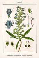 Vipérine commune. Planche d'identification Sturm. Cliquer pour agrandir l'image.