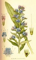 Vipérine commune. Planche d'identification Linnemand. Cliquer pour agrandir l'image.