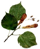 Tilleul à grandes feuilles. Dessin de la feuille.