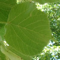 Tilleul à grandes feuilles. Feuille verso.