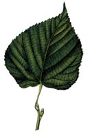 Tilleul à grandes feuilles. Dessin feuille.