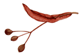 Tilleul à grandes feuilles. Dessin fruit.