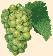 Vigne rouge. Dessin.